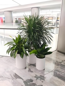 专业花木租摆，宁波镇海的优质绿植选择